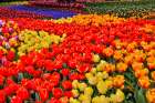 USA, Washington State. Skagit Valley, tulips blooming in garden Art Print